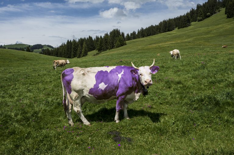 milka cow - TINT Blog